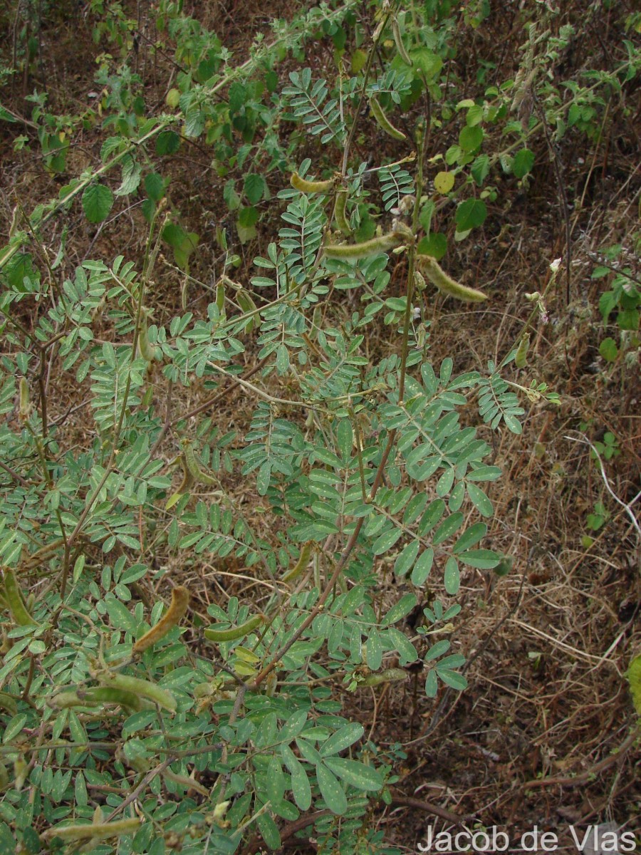 Tephrosia villosa (L.) Pers.